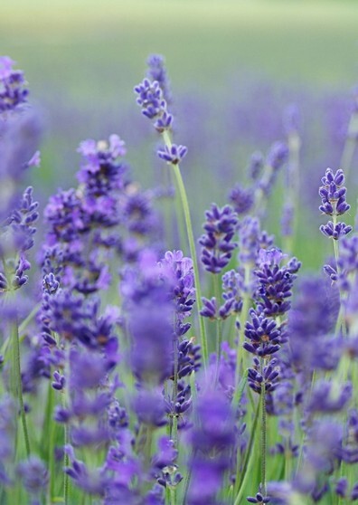 Lavanda 1