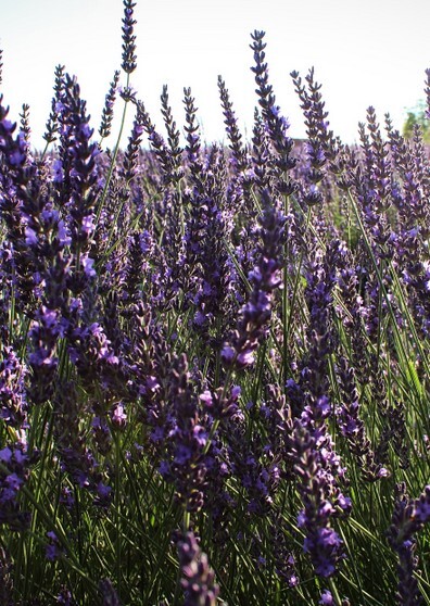 Lavanda 3