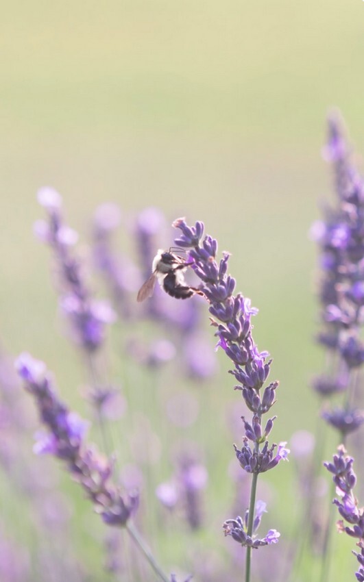 Lavanda 2