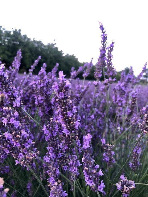 Medium d3d6429a 9025 487e a61a 600d167253ad